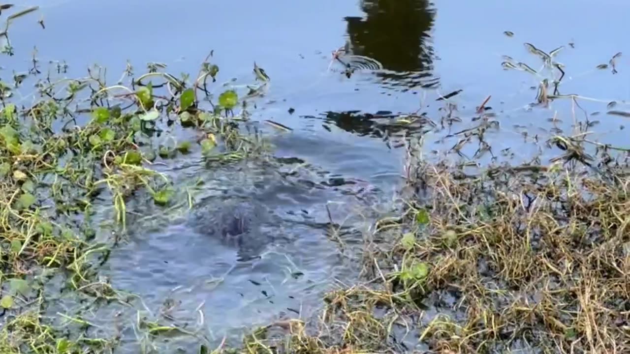 Returning A Turtle To Its Home