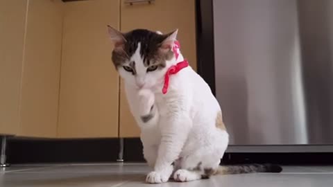 Funny cute cat