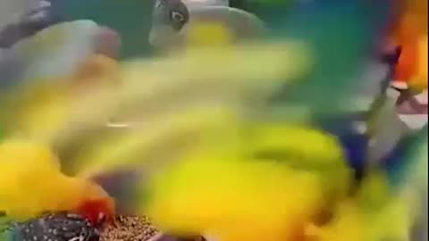 funny animals #shorts 09