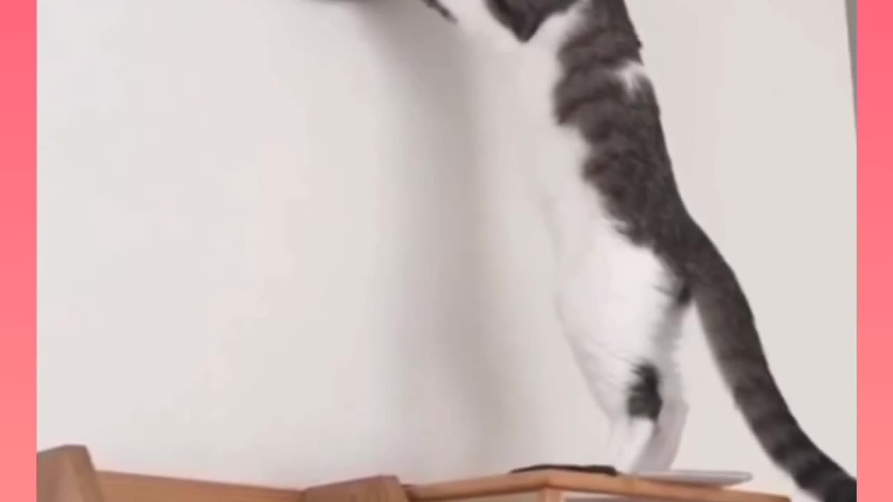 7 minutes with cats 😂🐱🐈🐈⬛