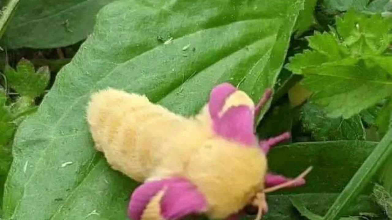 The growth of the caterpillar and its transformation into a butterfly