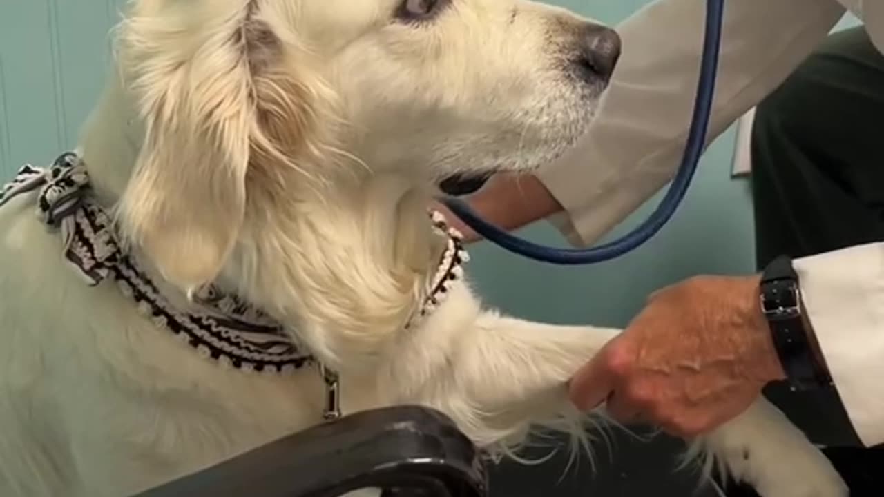 Dogs