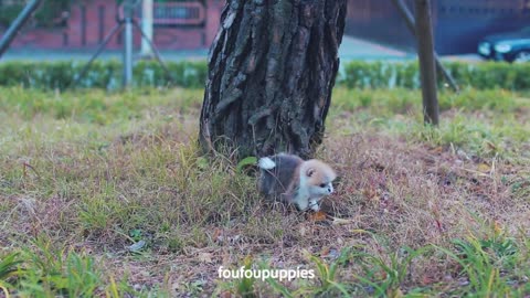 Great party color Pomeranian teacup puppy