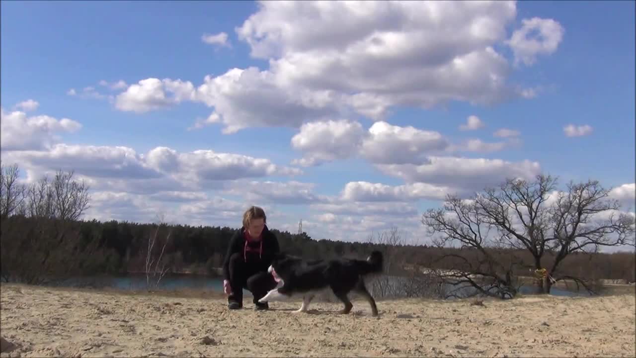 Rebound training with Border Collie