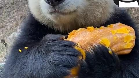 Pandas eat pumpkins