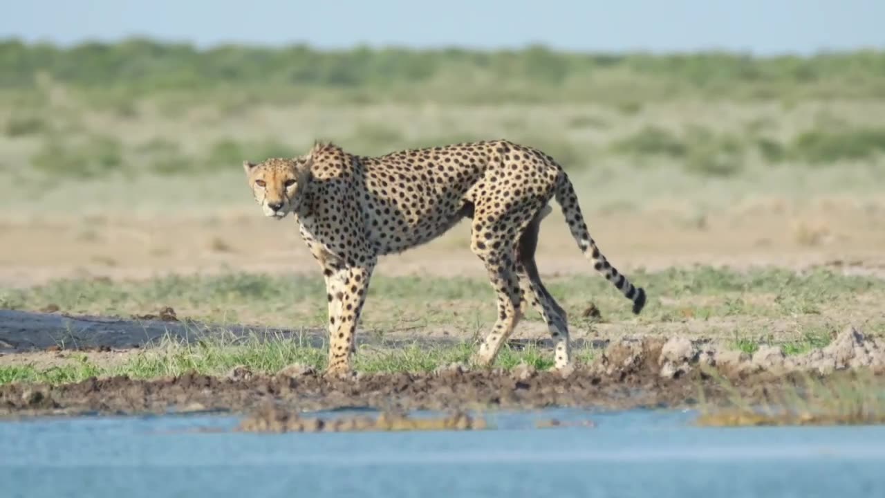 Chronicles of the Cheetah: A History of Speed and Survival"