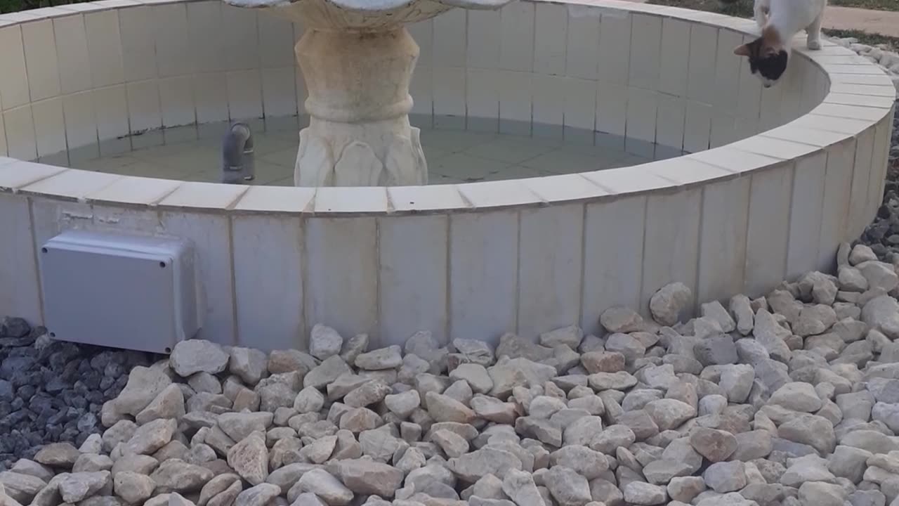 This cat find something