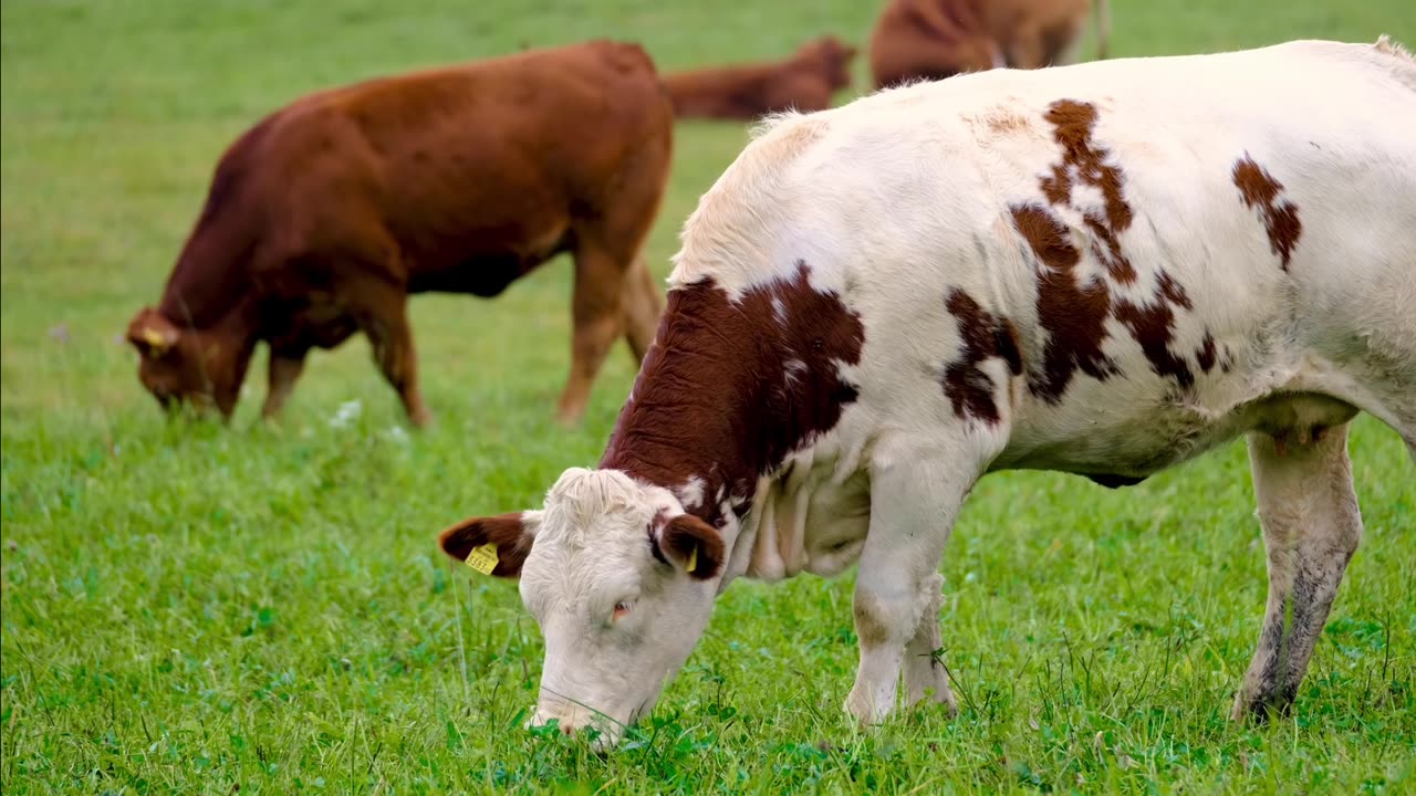 Cow 🐄 with baby video