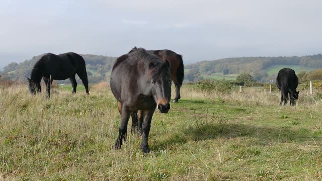 Horses eat grass in the wild