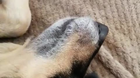 Amanda Grace Talks...Roxie Smiles While Giving Her Christmas List!! HILARIOUS!!!