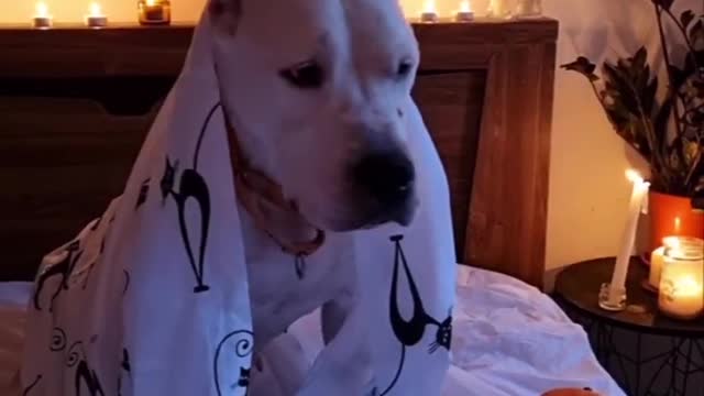 Happy Halloween