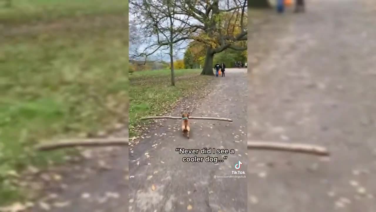 try not to laught