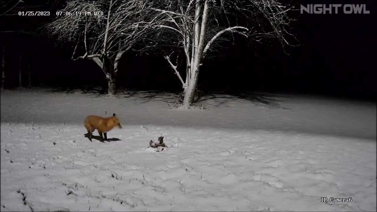 Fox & leftover turkey carcass