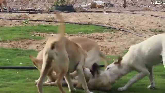 Funny dogs playing inside an establishment in a strip to care for