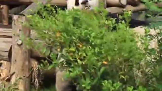 Giant pandas rolling in