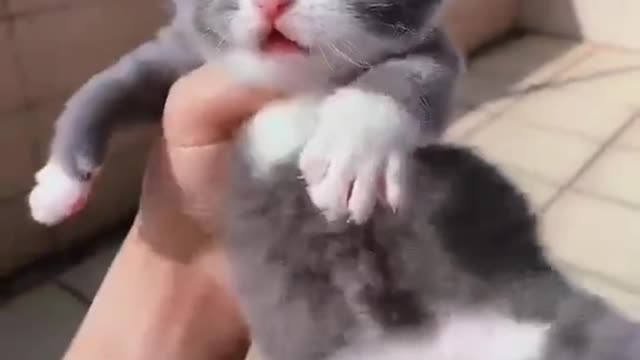 meow,meow,me