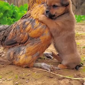 The cute friendship of dog and hen