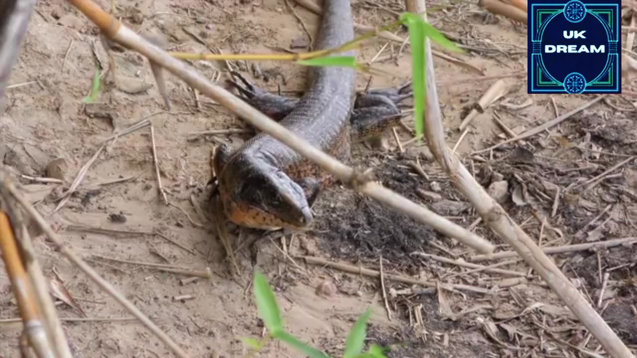 Animals videos #animals#