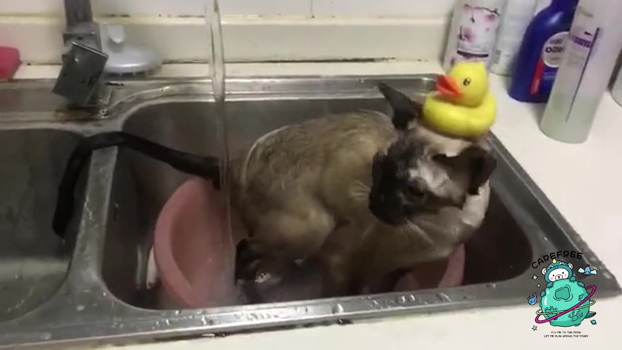 Come and watch the cat take a bath~