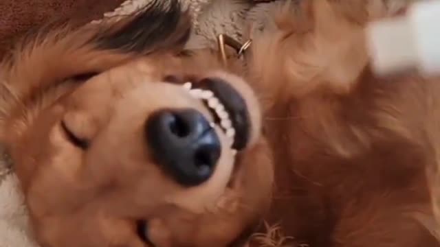 Dog lover