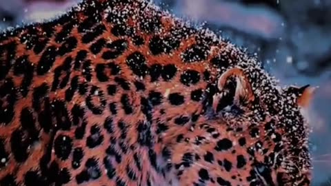 Animal world amazing 😻😻😻