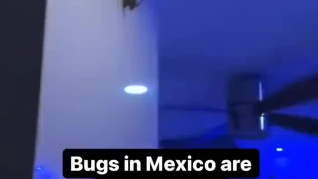 BUGS IN MEXICO ARE DIFFERENT 🤯🤯🤯💀