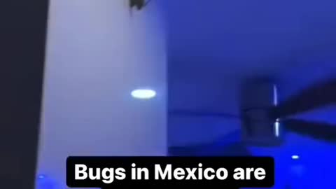 BUGS IN MEXICO ARE DIFFERENT 🤯🤯🤯💀