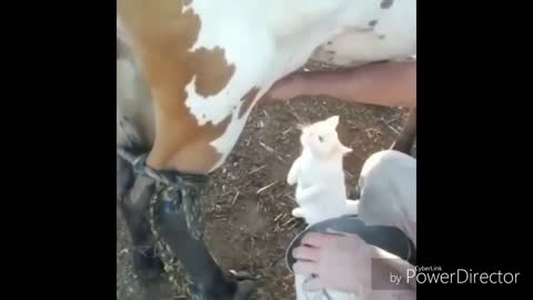Hold laugh, laugh videos, Cat lovers, humor videos, funny incidents, funny videos, Funny