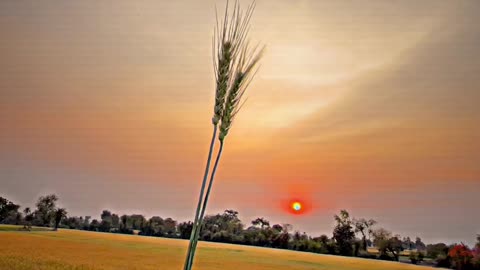 Desi farmers lifestyle