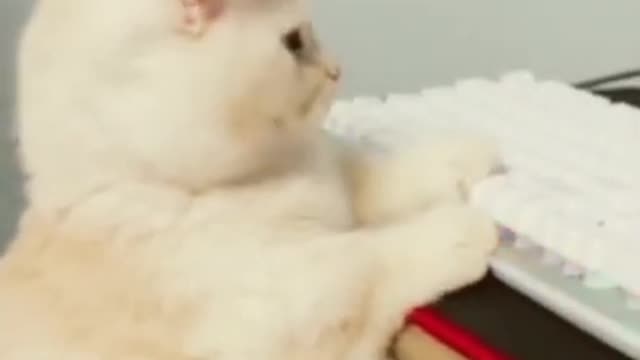 funny cat shorts🤣#shorts #funnycats