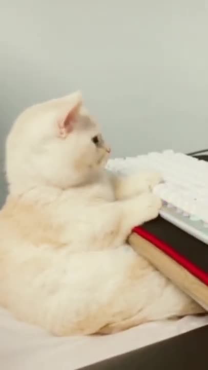 funny cat shorts🤣#shorts #funnycats