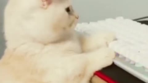 funny cat shorts🤣#shorts #funnycats