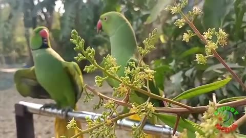 Beautiful Parrot vedio