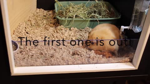 Guinea pig giving birth