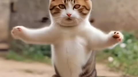 Cat Dancing video