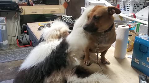 George loves his brother