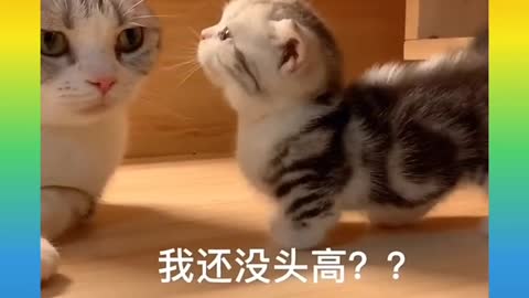 Cute and funny Cat 7