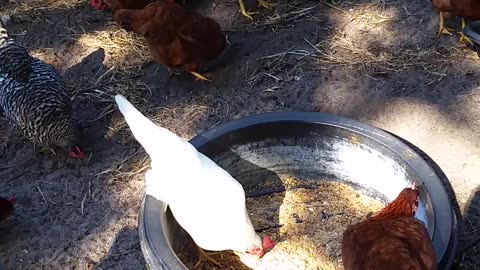 Bratty Chatty Chickens