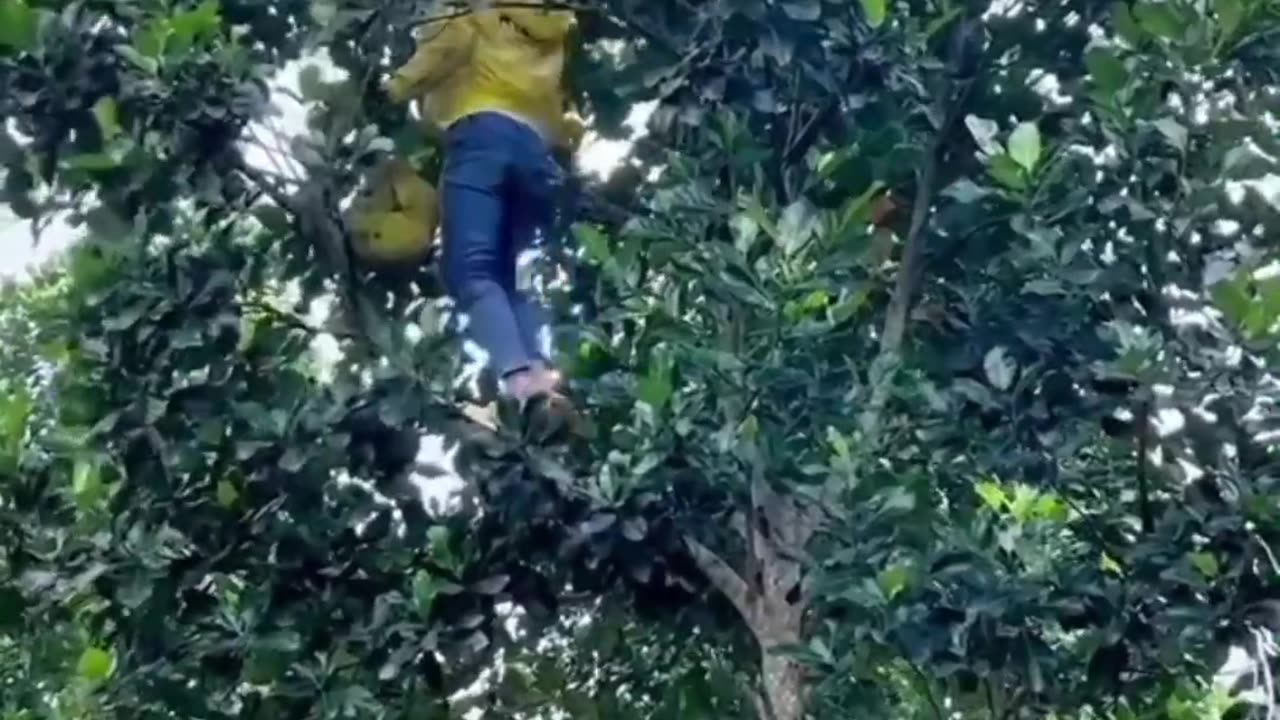 Funny videos