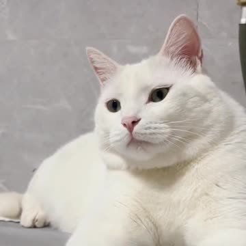 Fanny Cat Video And Cute Cat Video