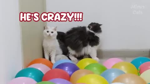 Cat funny video