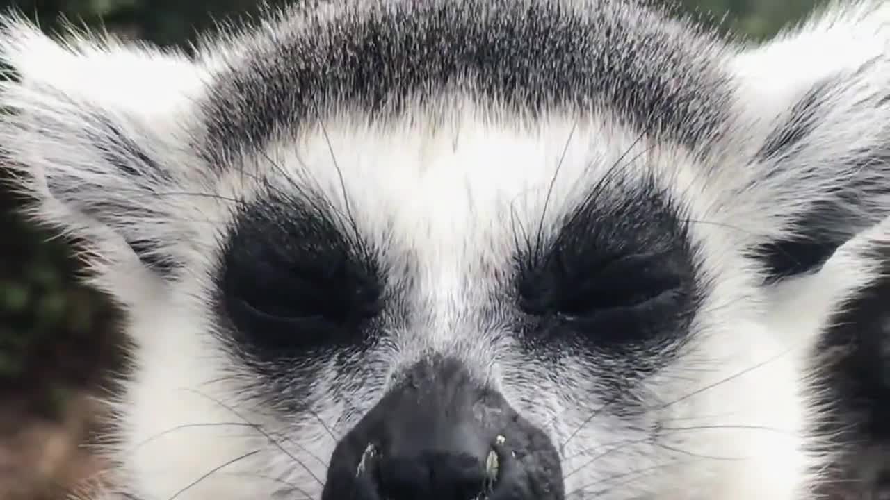 Female monkey ring-tailed lemur