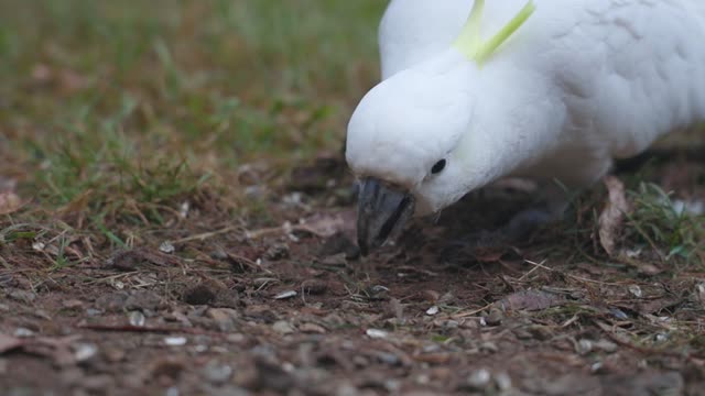 white parrot feeding