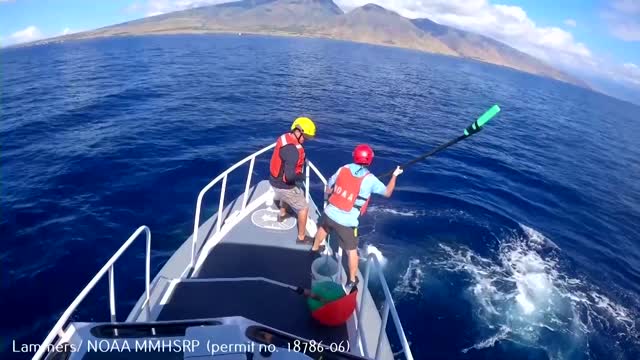 NOAA rescue team saves humpback whale from debris