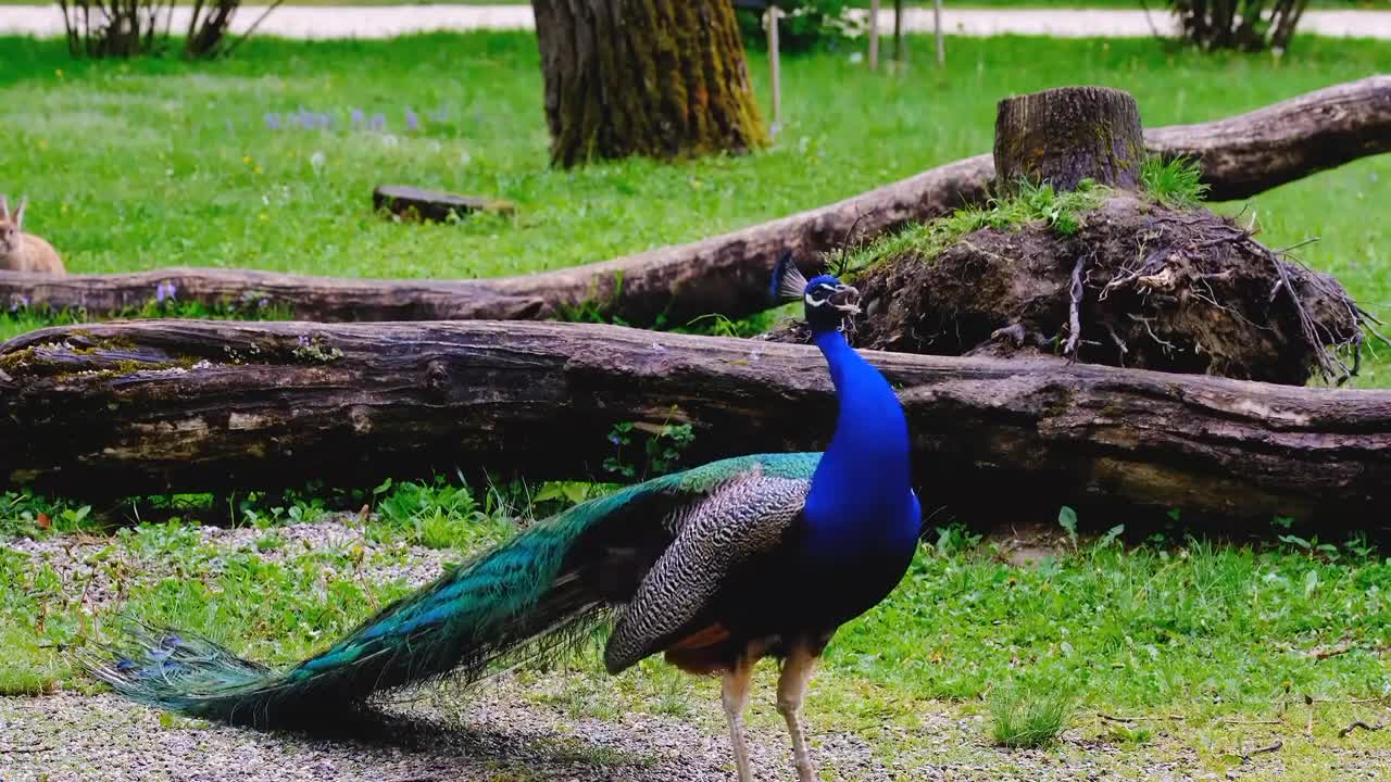 Peacock