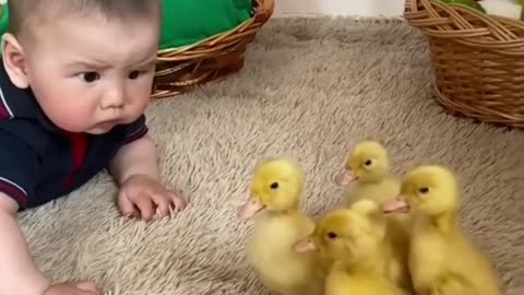 Funny baby video with chicken babies