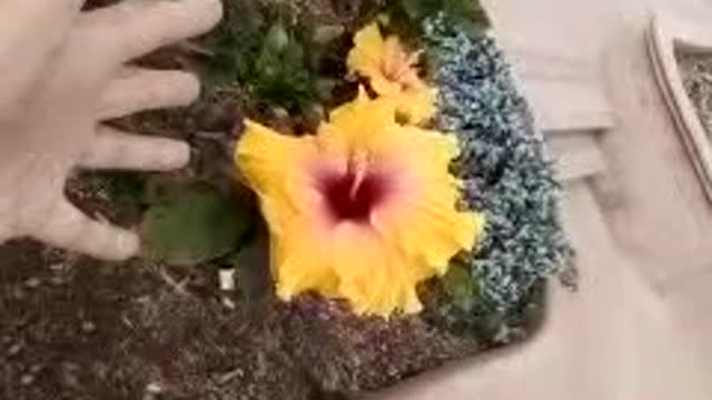 Magnificent Flower Solved