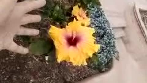 Magnificent Flower Solved