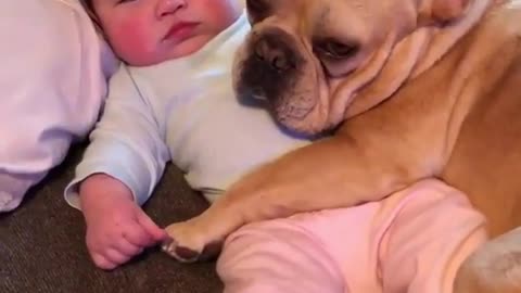 Funny animal videos|Cute animal videos |Funny dog&cat videos|Hilarious pet videos|Funny video