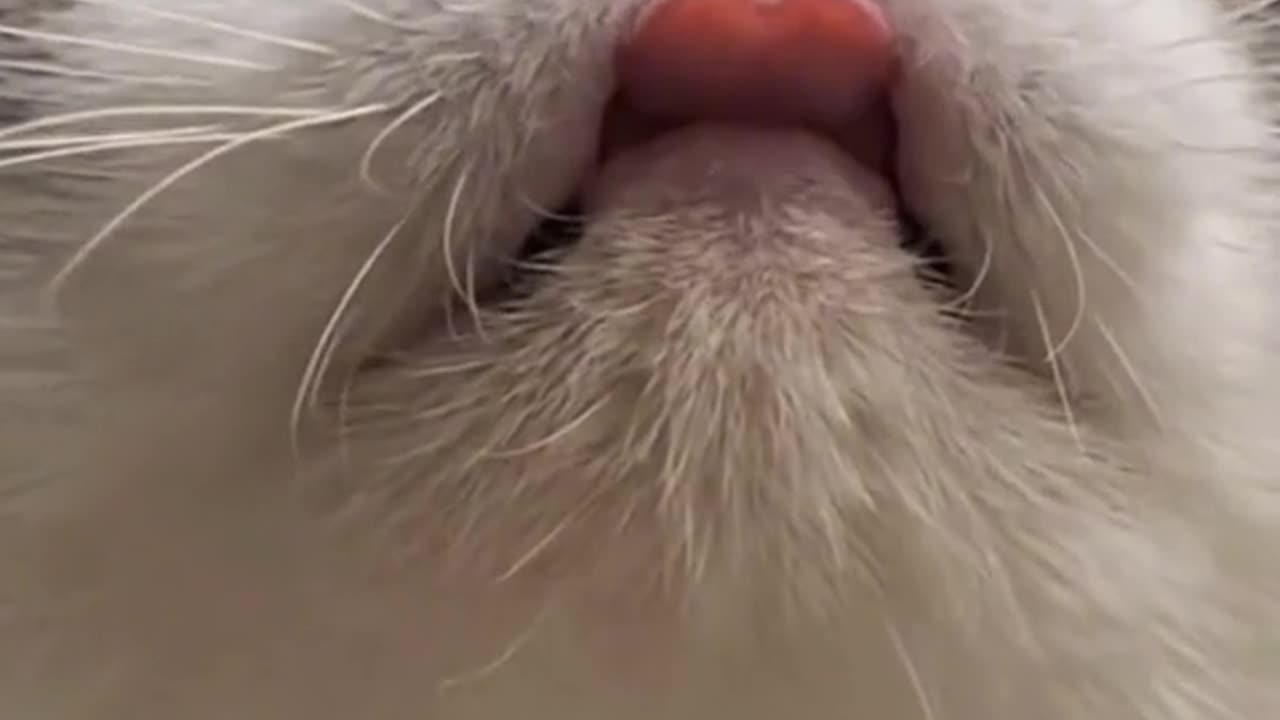 Cute kitty ♥️🙈